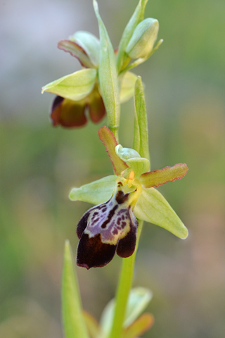 Ophrys forestieri x passionis