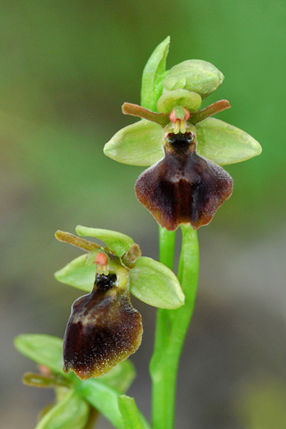 Ophrys insectifera x passionis