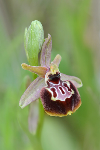 Ophrys linearis x passionis