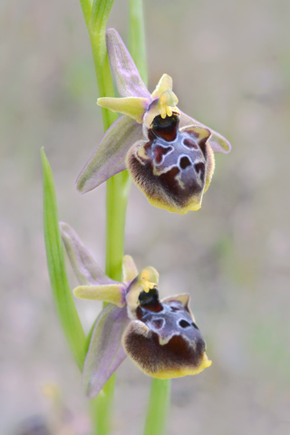 Ophrys linearis x passionis