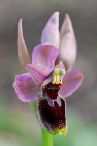 Ophrys passionis x tenthredinifera