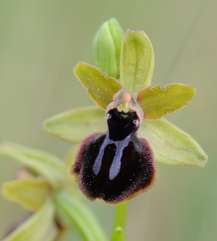 Ophrys passionis