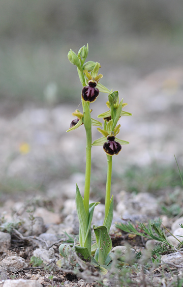 Ophrys passionis