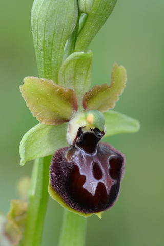 Ophrys passionis