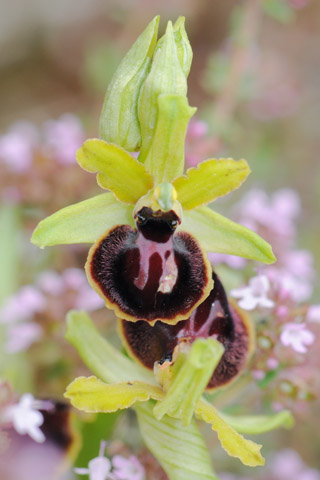 Ophrys passionis