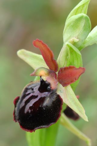 Ophrys passionis