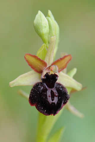 Ophrys passionis