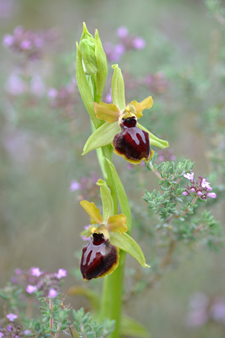 Ophrys passionis