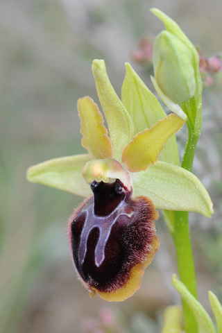 Ophrys passionis