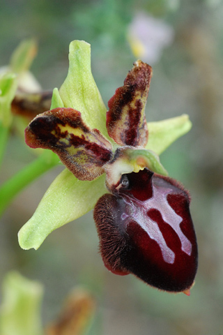 Ophrys passionis lusus