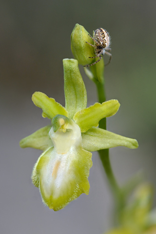 Ophrys passionis hypochrome