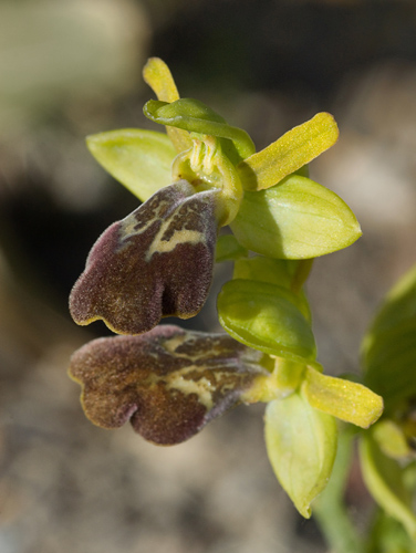 Ophrys pelinaea