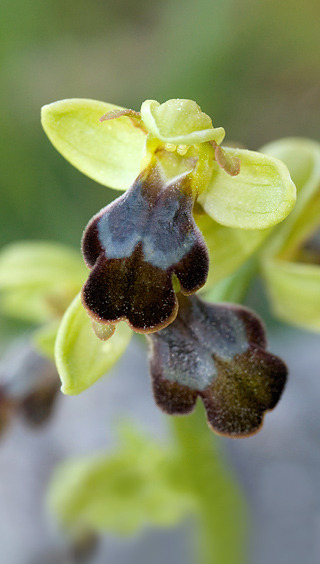 Ophrys pelinaea