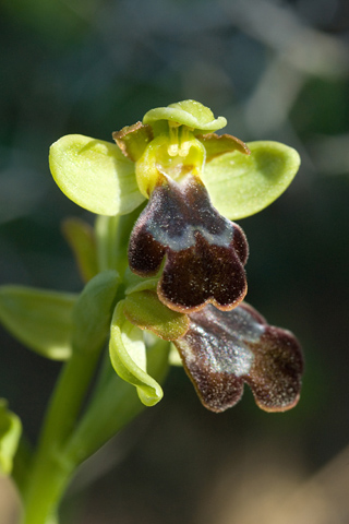 Ophrys pelinaea