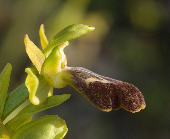 Ophrys pelinaea