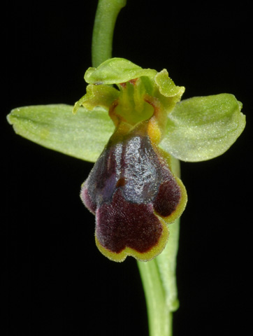 Ophrys persephonae