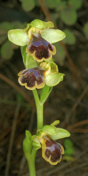 Ophrys persephonae