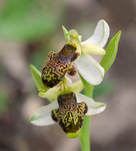 Ophrys philippi