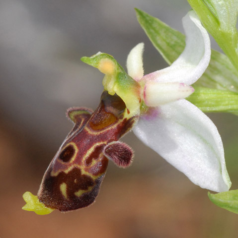 Ophrys philippi