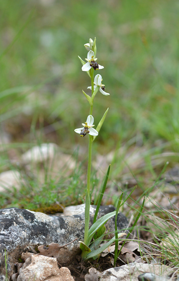 Ophrys philippi