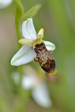 Ophrys philippi