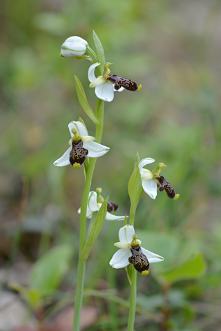 Ophrys philippi