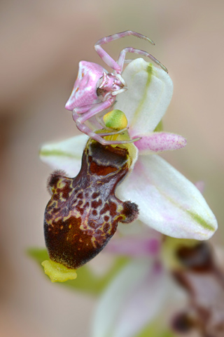 Ophrys philippi