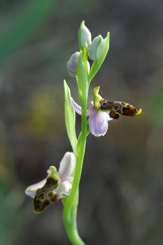 Ophrys philippi