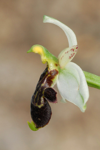 Ophrys philippi