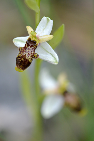 Ophrys philippi