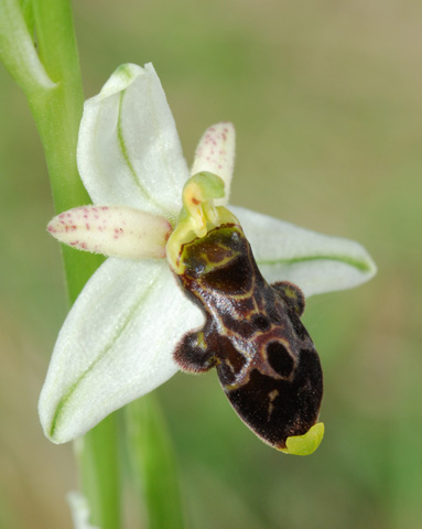 Ophrys philippi