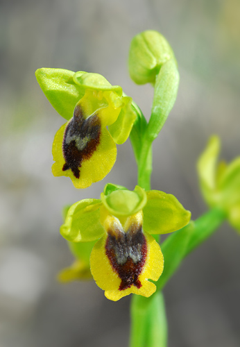 Ophrys phryganae