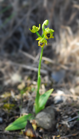 Ophrys phryganae