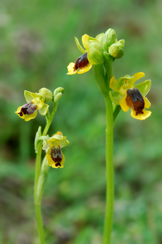 Ophrys phryganae