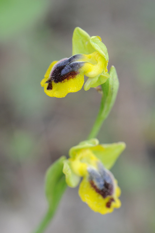 Ophrys phryganae