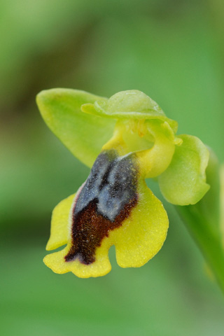 Ophrys phryganae