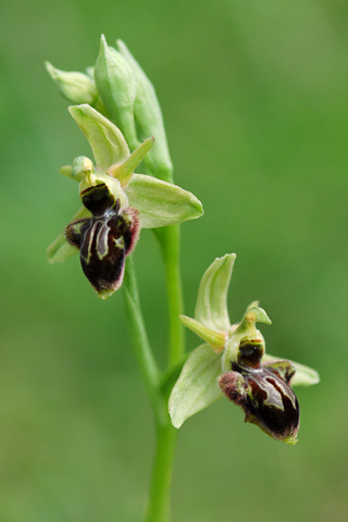 Ophrys araneola x picta