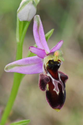 Ophrys magniflora x picta
