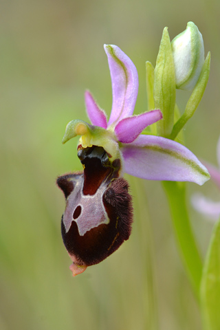 Ophrys magniflora x picta