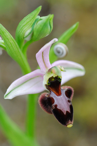 Ophrys magniflora x picta