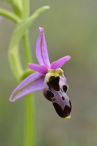 Ophrys magniflora x picta