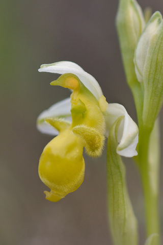 Ophrys picta