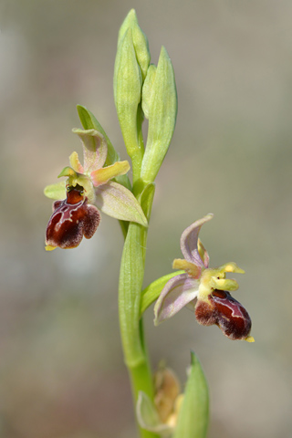 Ophrys picta x virescens