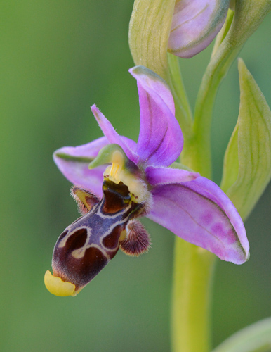 Ophrys picta