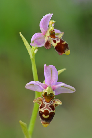 Ophrys picta