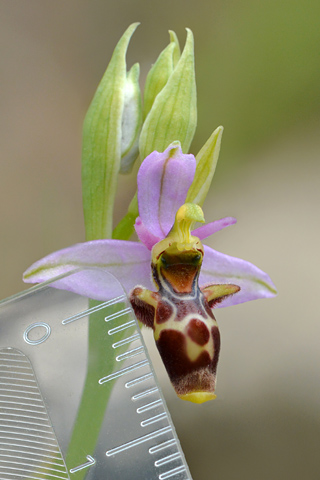 Ophrys picta