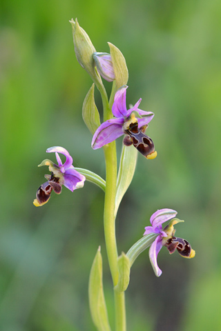 Ophrys picta