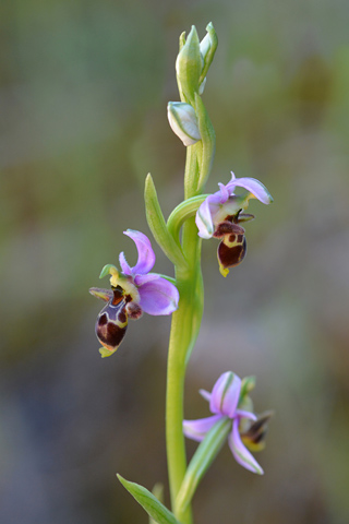 Ophrys picta