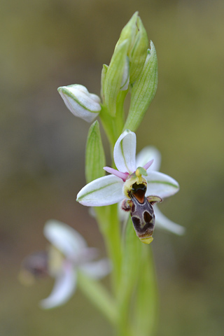 Ophrys picta