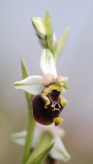 Ophrys pinguis